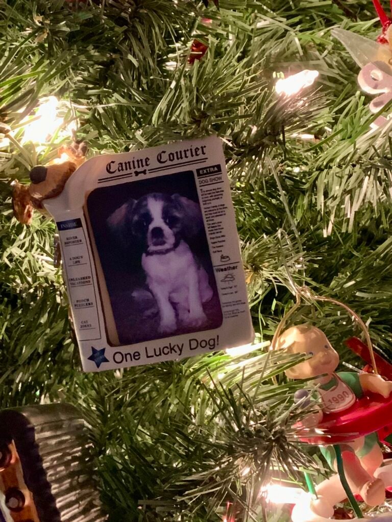 Shih Tsu puppy in a newspaper Christmas ornament.